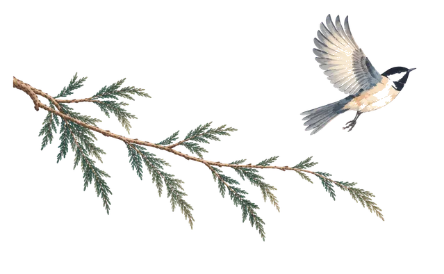 A small bird taking flight from a cedar branch